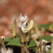 Andrographis serpyllifolia - Photo (c) Hopeland, osa oikeuksista pidätetään (CC BY), lähettänyt Hopeland
