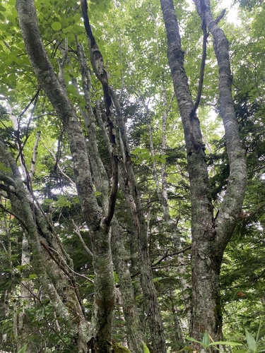 Sorbus commixta, photograph 5