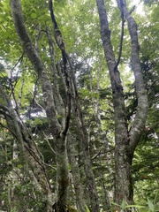 Sorbus commixta, photograph (c) Илья Руденко, some rights reserved (CC BY)