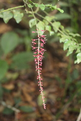 Picramnia antidesma