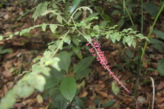Picramnia antidesma