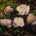 Fevansia aurantiaca - Photo (c) heatherdawson,  זכויות יוצרים חלקיות (CC BY-NC), הועלה על ידי heatherdawson