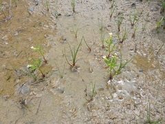 Gratiola quartermaniae