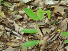Uvularia perfoliata