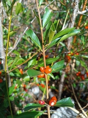 Tricalysia cryptocalyx image