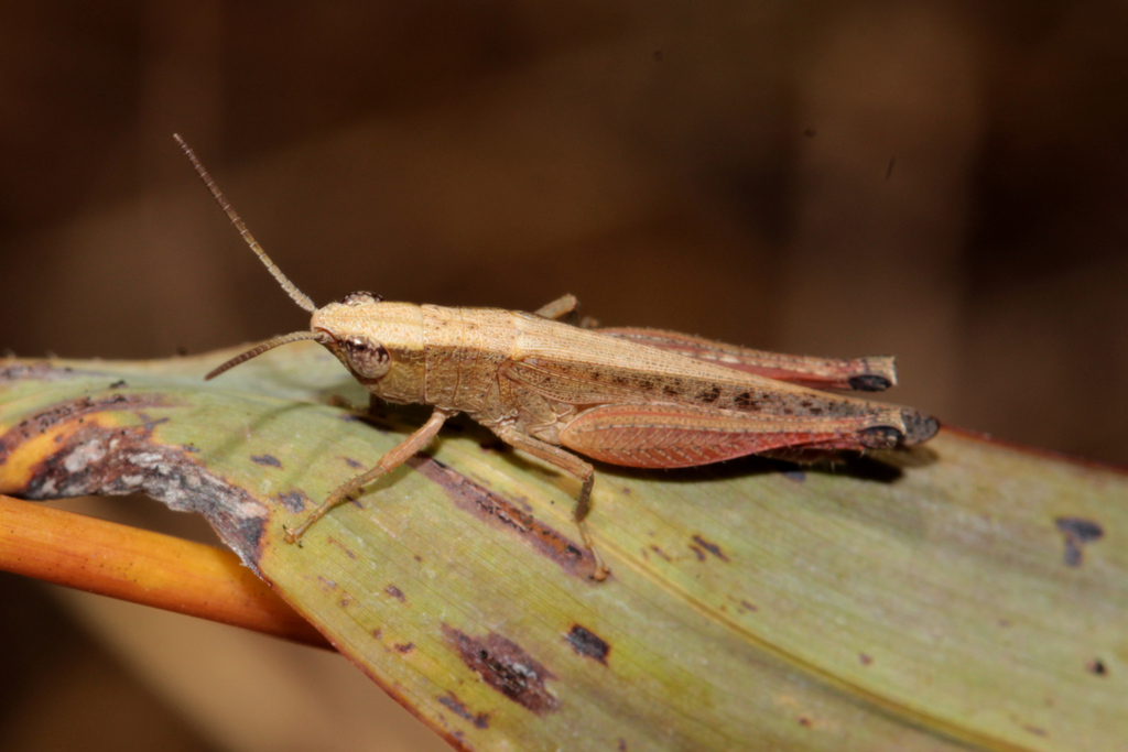 Sumba semicarinata