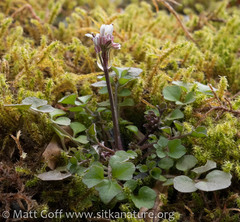Cardamine umbellata