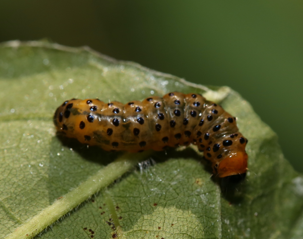 Eyed Dysodia Moth