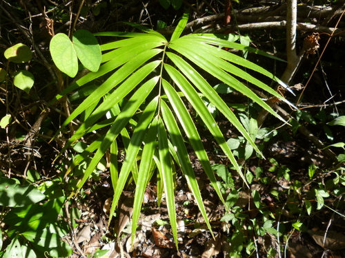 Zamia standleyi