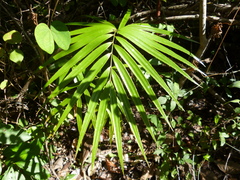 Zamia standleyi