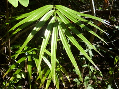Zamia standleyi