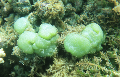 Dictyosphaeria versluysii