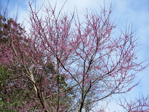 Cercis canadensis