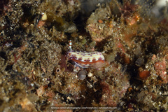 Hypselodoris maculosa