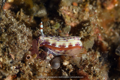 Hypselodoris maculosa