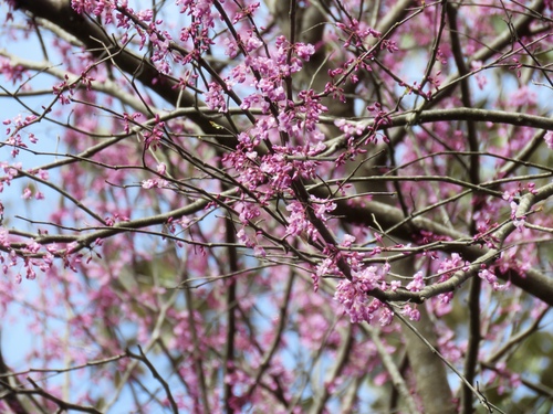 Cercis canadensis