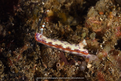 Hypselodoris maculosa