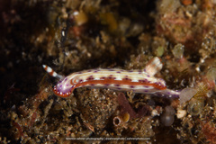 Hypselodoris maculosa