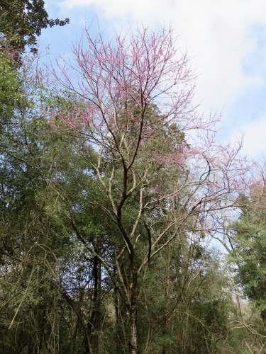 Cercis canadensis