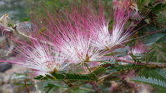 Calliandra caeciliae