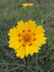 Coreopsis nuecensis