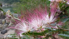 Calliandra caeciliae