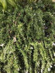 Rosmarinus
