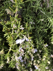 Rosmarinus