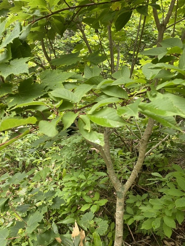 Prunus ssiori, photograph 3
