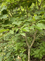 Prunus ssiori, photograph (c) Илья Руденко, some rights reserved (CC BY)