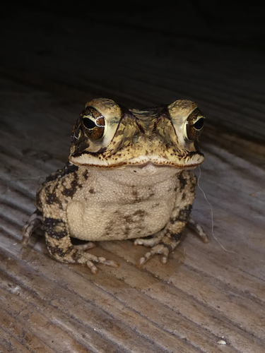 Gulf Coast Toad photographed in Louisiana
