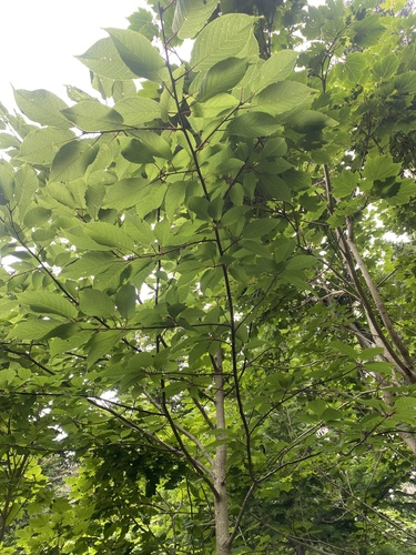 Prunus ssiori, photograph 5