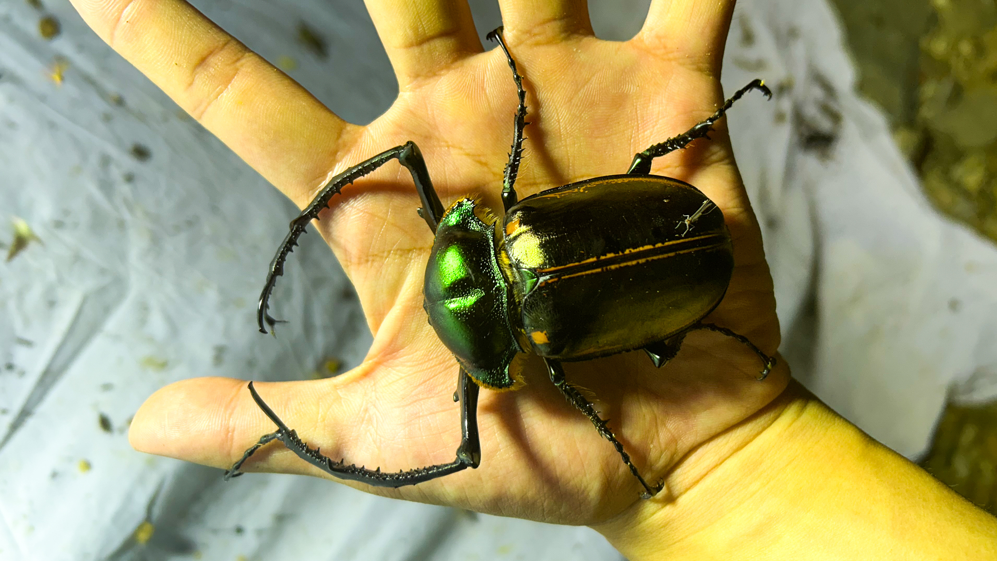 Genus Cheirotonus · iNaturalist