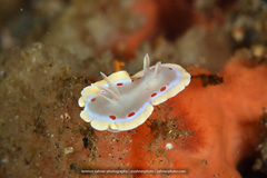 Ardeadoris cruenta