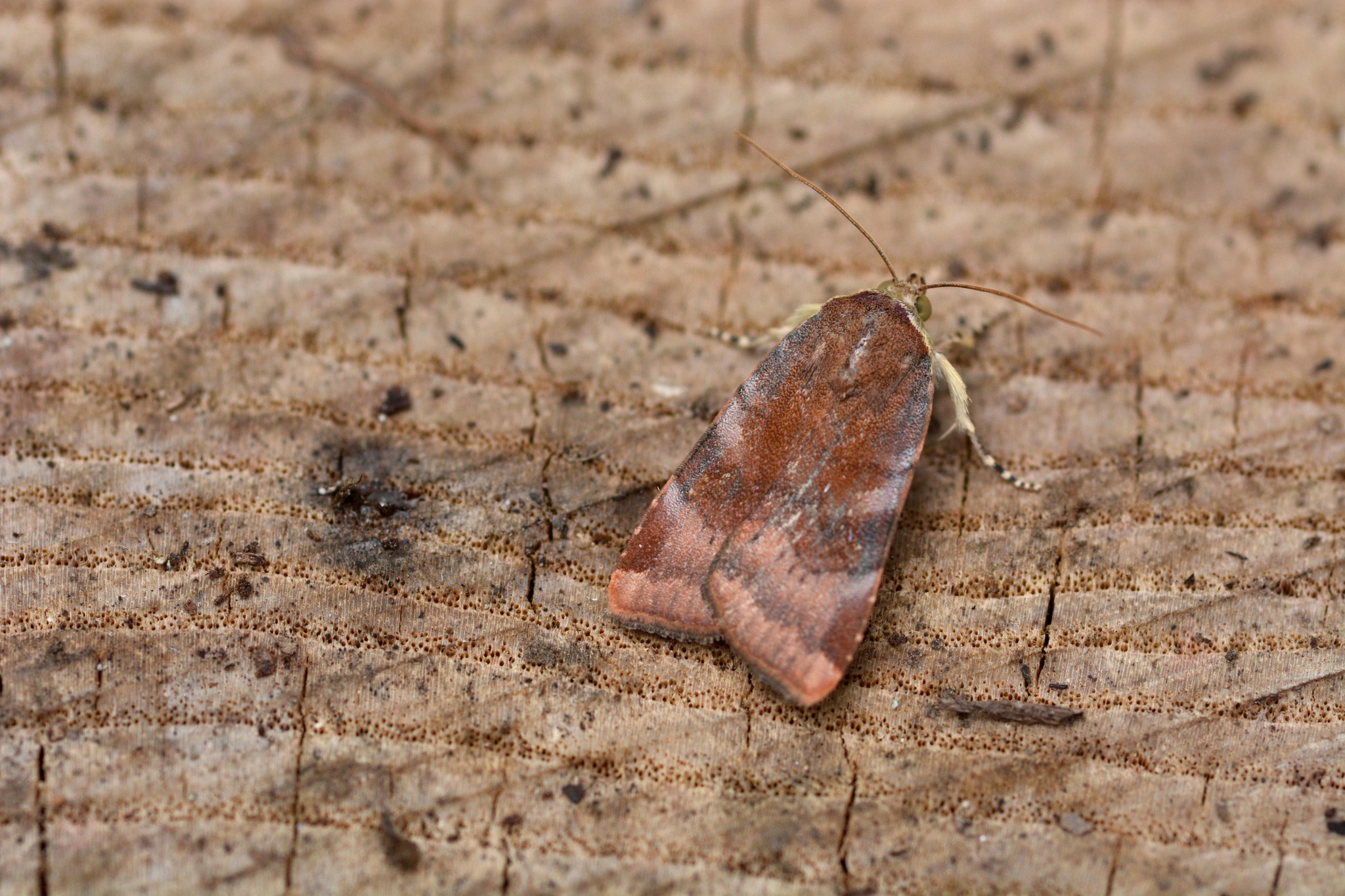 Noctua janthe