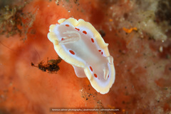 Ardeadoris cruenta