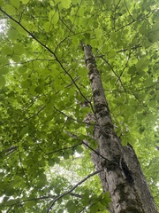 Ulmus laciniata