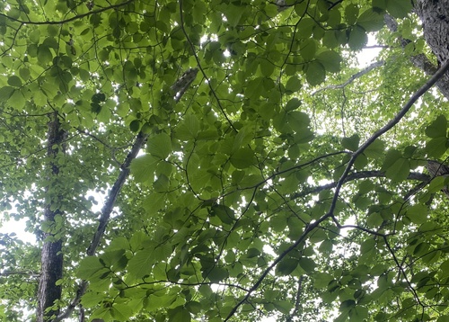 Ulmus laciniata, photograph 1