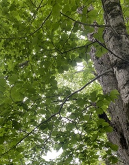 Илья Руденко, CC BY, iNaturalist via GBIF Ulmus laciniata, photograph Илья Руденко, CC BY, iNaturalist via GBIF