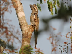 Nyctibius jamaicensis