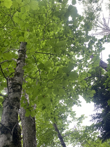 Ulmus laciniata, photograph 3