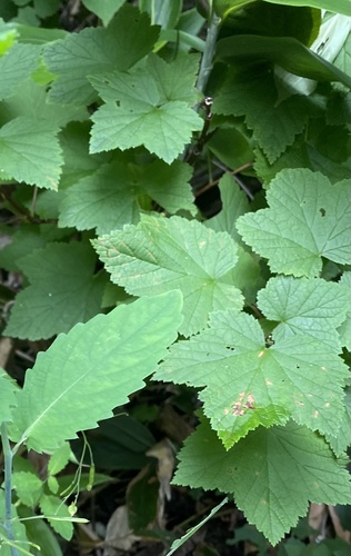 Ribes latifolium, photograph 3