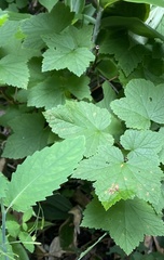 Ribes latifolium, photograph Илья Руденко, CC BY, iNaturalist via GBIF