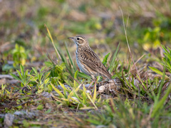 Australian Pipit photo 4