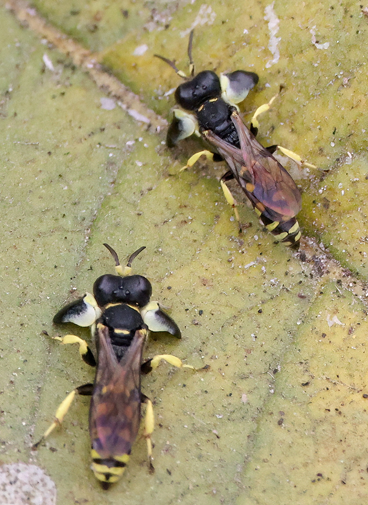 Shield-handed Wasps from SLPark Area, Santa Cruz, CA, USA on September ...
