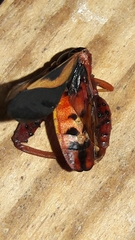 Crinocerus sanctus