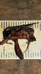 Crinocerus sanctus
