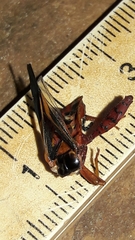 Crinocerus sanctus