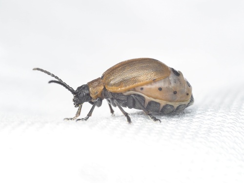 Galeruca laticollis