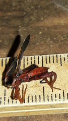 Crinocerus sanctus